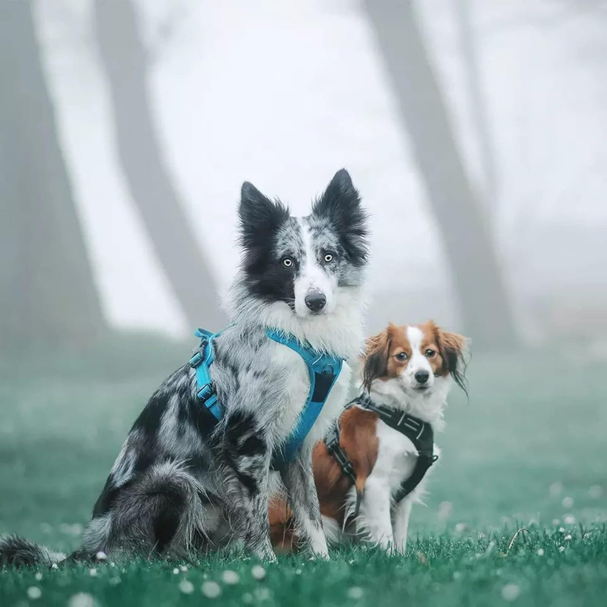 TRUE LOVE Adjustable No-Pull Dog Harness Reflective Vest, Blue, XS